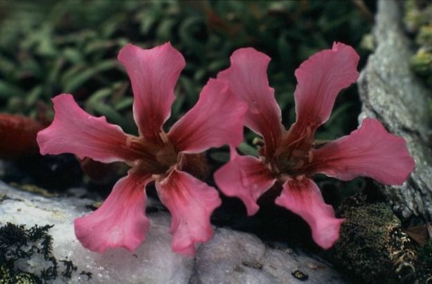 Saponaria pumila / Saponaria nana